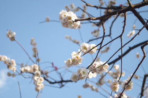 カメラかじってる芸人 ポメ連れで結婚相談所に行ったら結婚できるのか